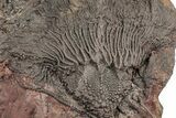 Silurian Fossil Crinoid (Scyphocrinites) Plate - Morocco #194100-1